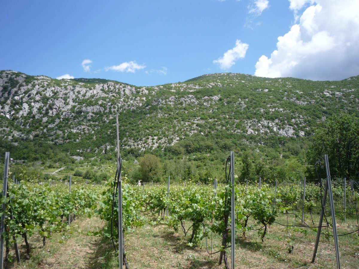 Private vineyard